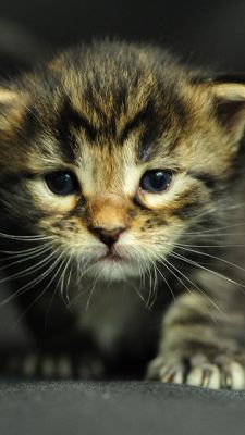 Primer Plano de un Gatito Adorable