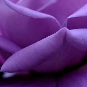 Rosa Púrpura Acercada