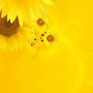 Fondo de Girasoles Brillantes