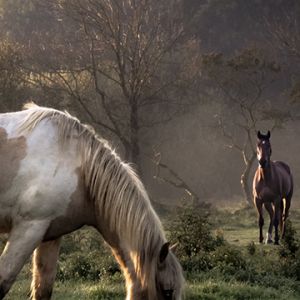 Hermosos Caballos en la Naturaleza