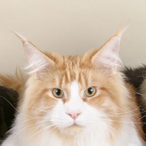 Gato Maine Coon