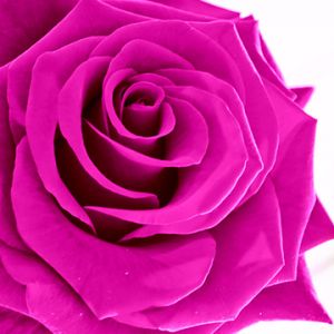 Hermosa Rosa Rosa
