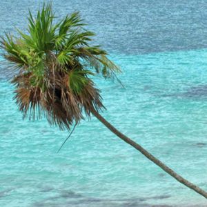 Palmera Tropical Junto al Océano