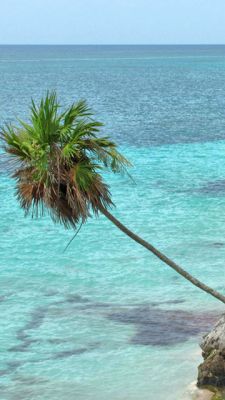 Palmera Tropical Junto al Océano