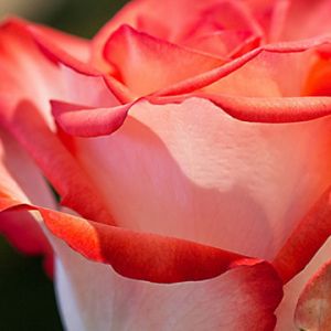 Hermosa Rosa Rosa