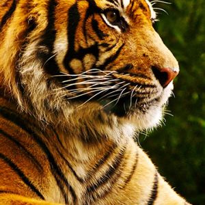 Perfil de Tigre Majestuoso