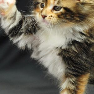 Gatito Adorable Jugando