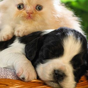 Gatito y Perrito Lindos Juntos