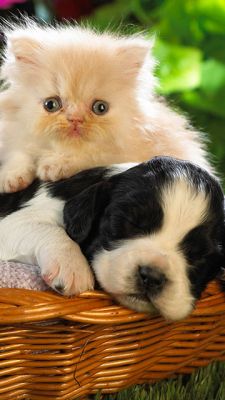 Gatito y Perrito Lindos Juntos
