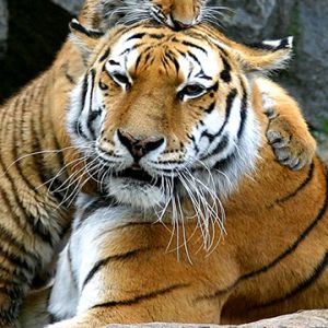 Tigres Majestuosos en la Naturaleza