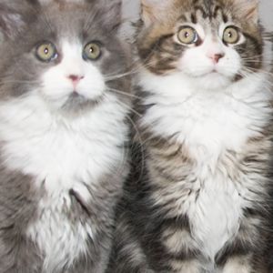 Gatitos Adorables