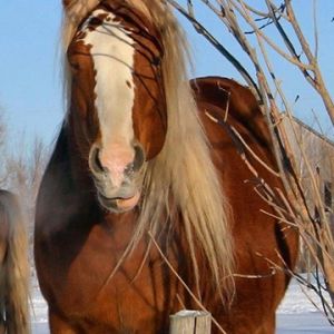 Majestuoso Caballo Marrón en Invierno