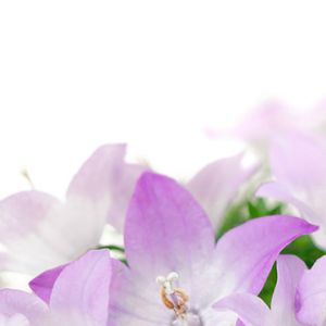 Hermosas Flores Moradas