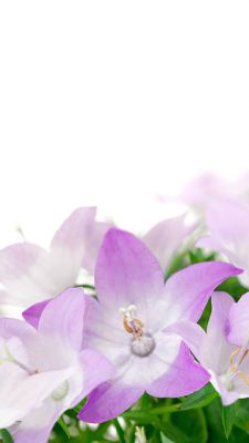 Hermosas Flores Moradas