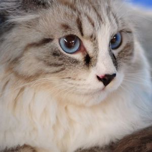 Gato Ragdoll Adorable