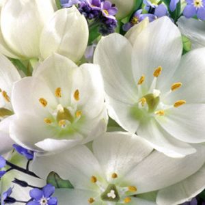 Hermoso Ramo de Flores Blancas