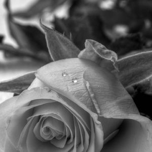 Rosa en Blanco y Negro