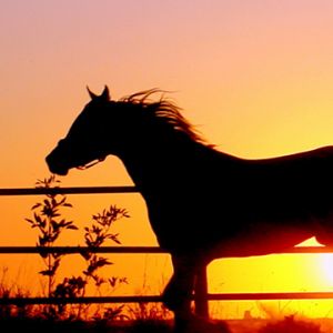 Silhouette de un Caballo al Atardecer