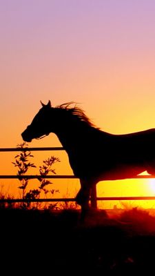 Silhouette de un Caballo al Atardecer