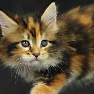 Adorable Gatito Calico