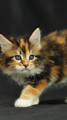 Adorable Gatito Calico