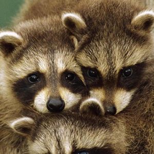 Familia de mapaches adorables