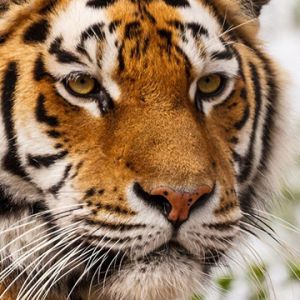 Majestuoso tigre en primer plano