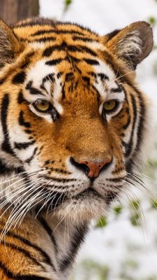 Majestuoso tigre en primer plano