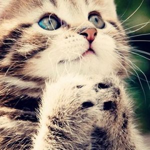 Gatito Adorable con Ojos Azules