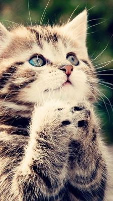 Gatito Adorable con Ojos Azules