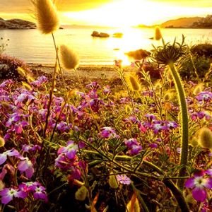 Atardecer Sobre Campo de Flores