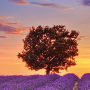 Campos de Lavanda al Atardecer