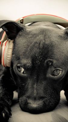 Perro lindo con auriculares