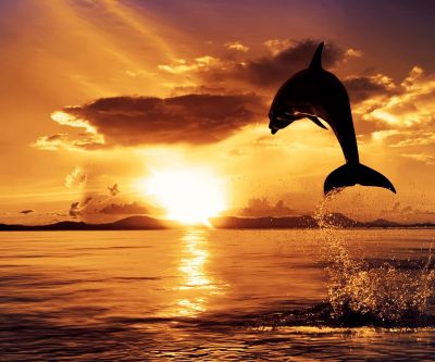 Delfín Saltando al Atardecer