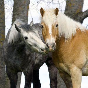 Hermosos Caballos Juntos