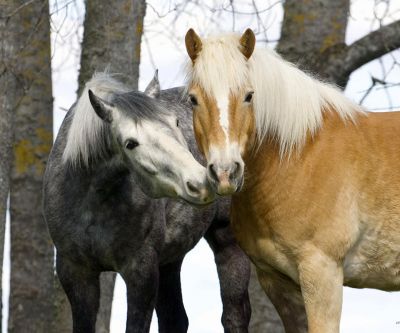Hermosos Caballos Juntos