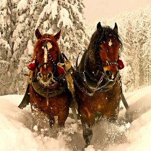 Caballos en el Invierno