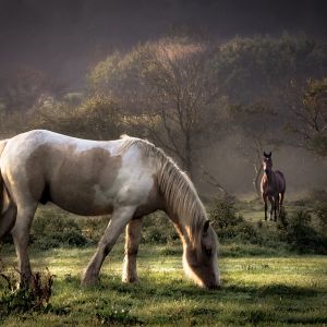 Caballos Majestuosos en la Naturaleza