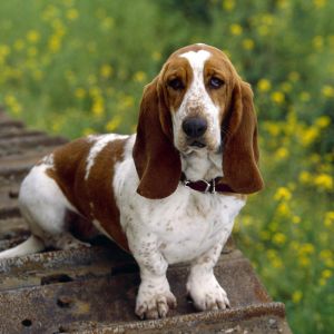 Basset Hound en la Naturaleza