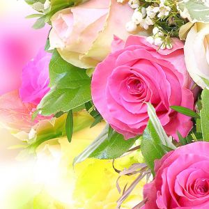 Hermosas Rosas Rosadas
