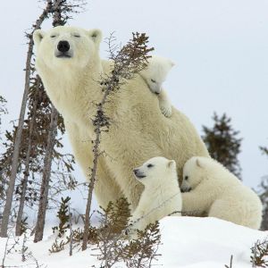 Familia de Osos Polares