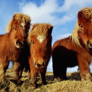 Ponis Miniatura Adorables