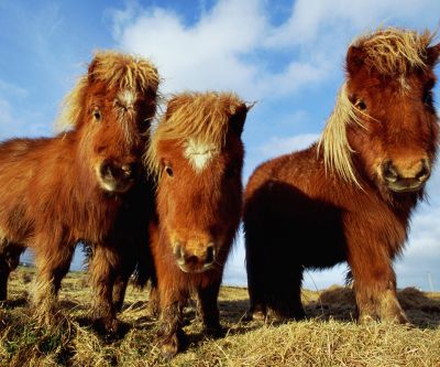 Ponis Miniatura Adorables