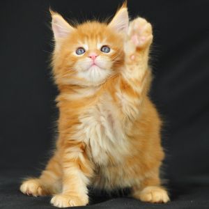 Gatito Naranja Adorable