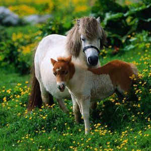 Caballos Miniatura Adorables