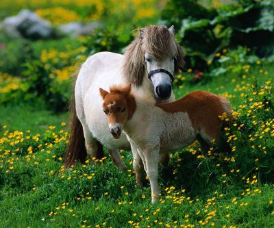 Caballos Miniatura Adorables
