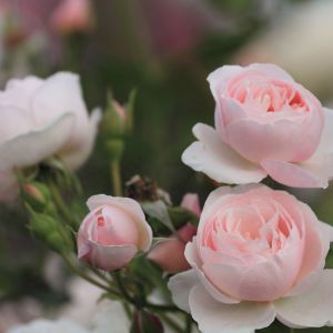 Hermosas Rosas Rosadas