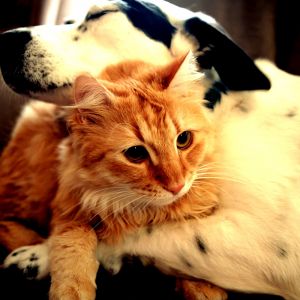 Gato y Perro Lindos Juntos