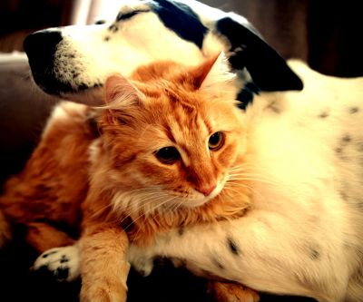 Gato y Perro Lindos Juntos