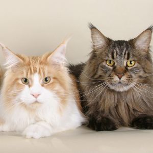 Gatos Maine Coon